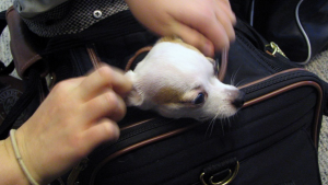 Little dog in carrier going on airplane